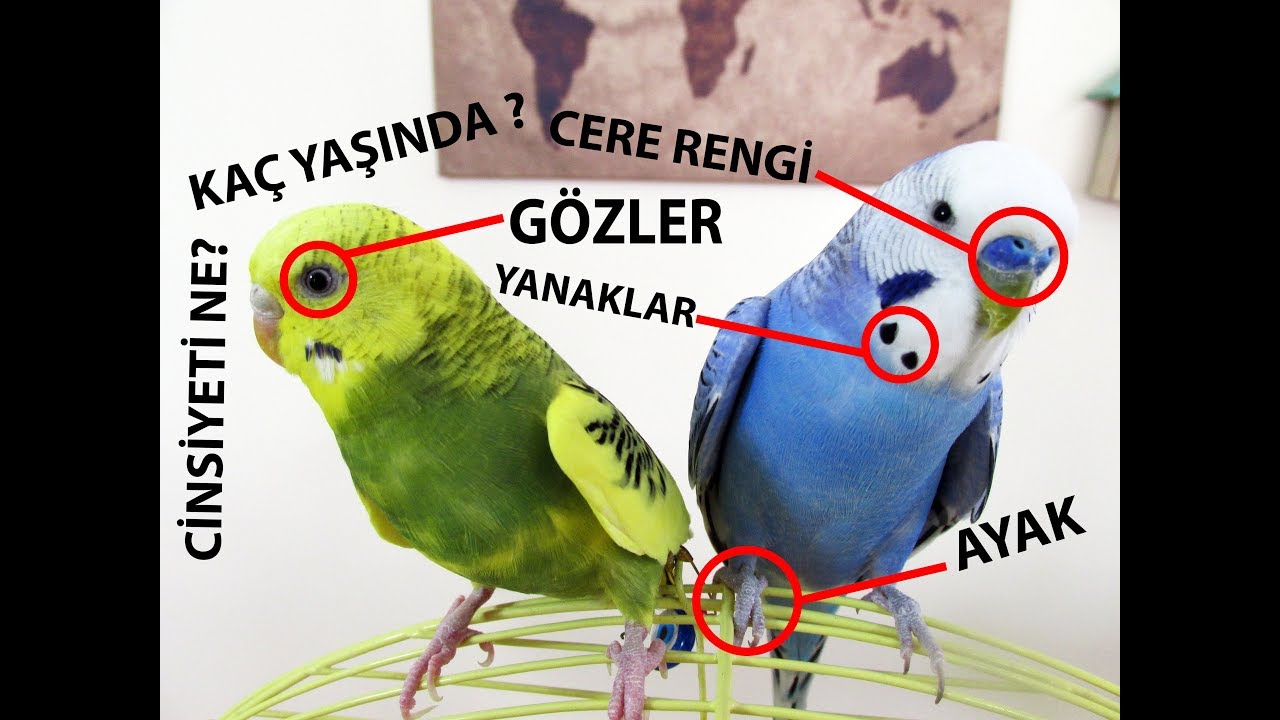 Muhabbet Kuşu Yaş ve Cinsiyet Tahmini