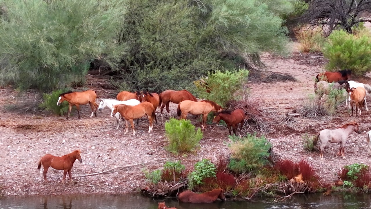 Wild Horses of the Salt River: Aerial Drone Footage | Get Out There Drone Adventures