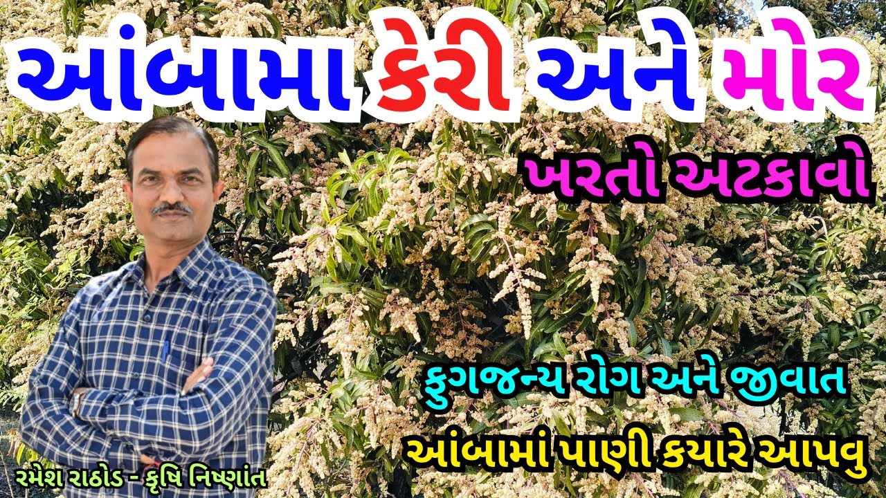 આંબામા કેરી અને મોર ખરતો અટકાવો | આંબામાં પાણી કયારે આપવુ ? Mango Irrigation