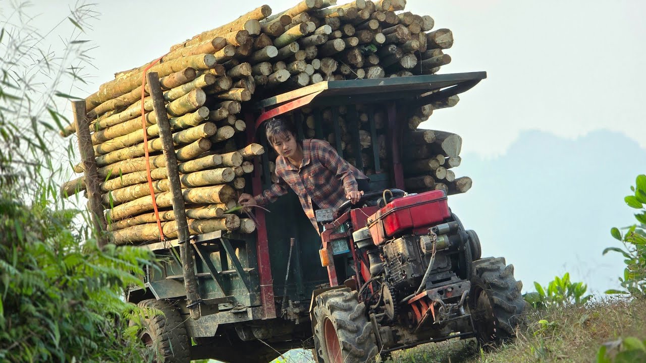 The girl used a farm vehicle to transport a cart of wood up a dangerous,steep road #woodtruck #truck
