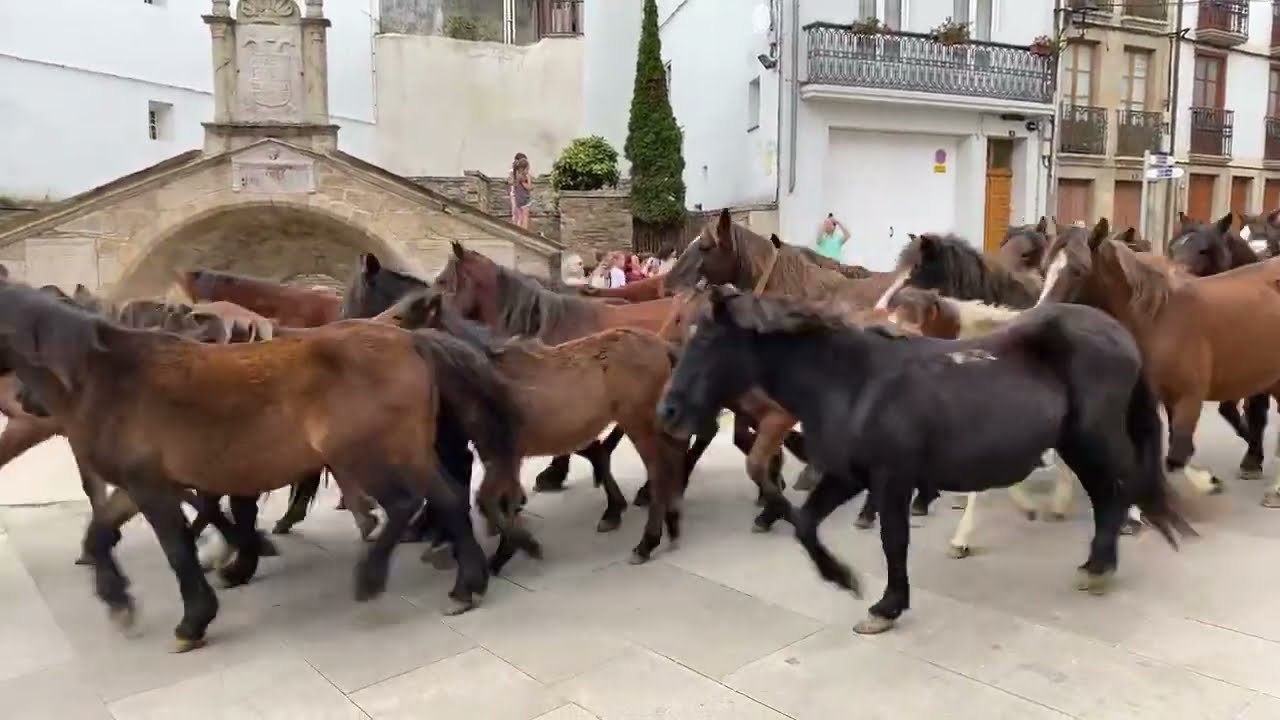 Regreso de los caballos hacia el monte (parte 1).  As San Lucas 2022