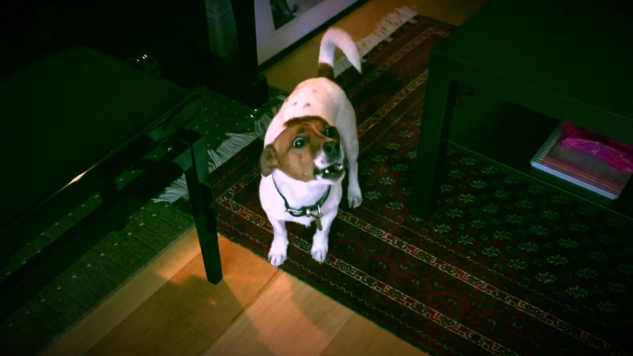 Kate Lindsey's dogs have always dreamed of being opera singers, too...