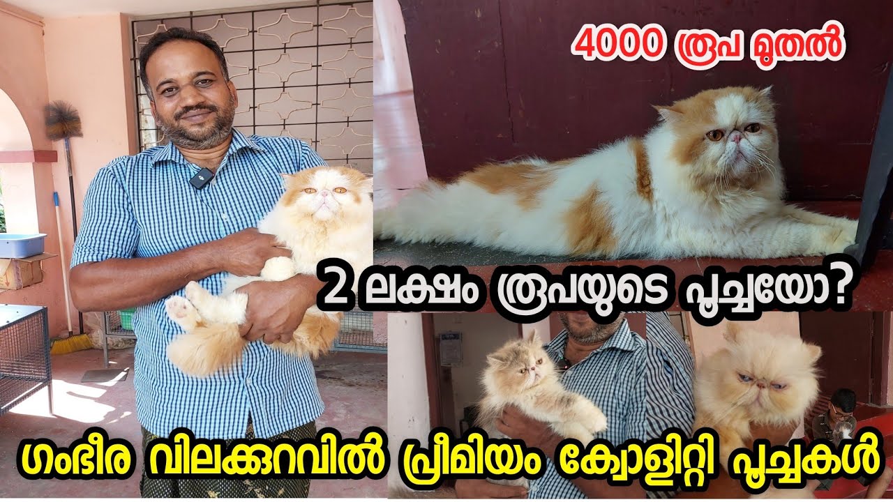 പേർഷ്യൻ പൂച്ച വളർത്തൽ|persian cat|Persian cat farm|persian cat farm videos|persian cat malayalam