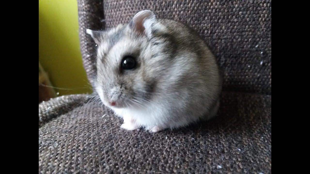 10 BŁĘDÓW, KTÓRE ROBIMY CHOMIKOWI NIEŚWIADOMIE