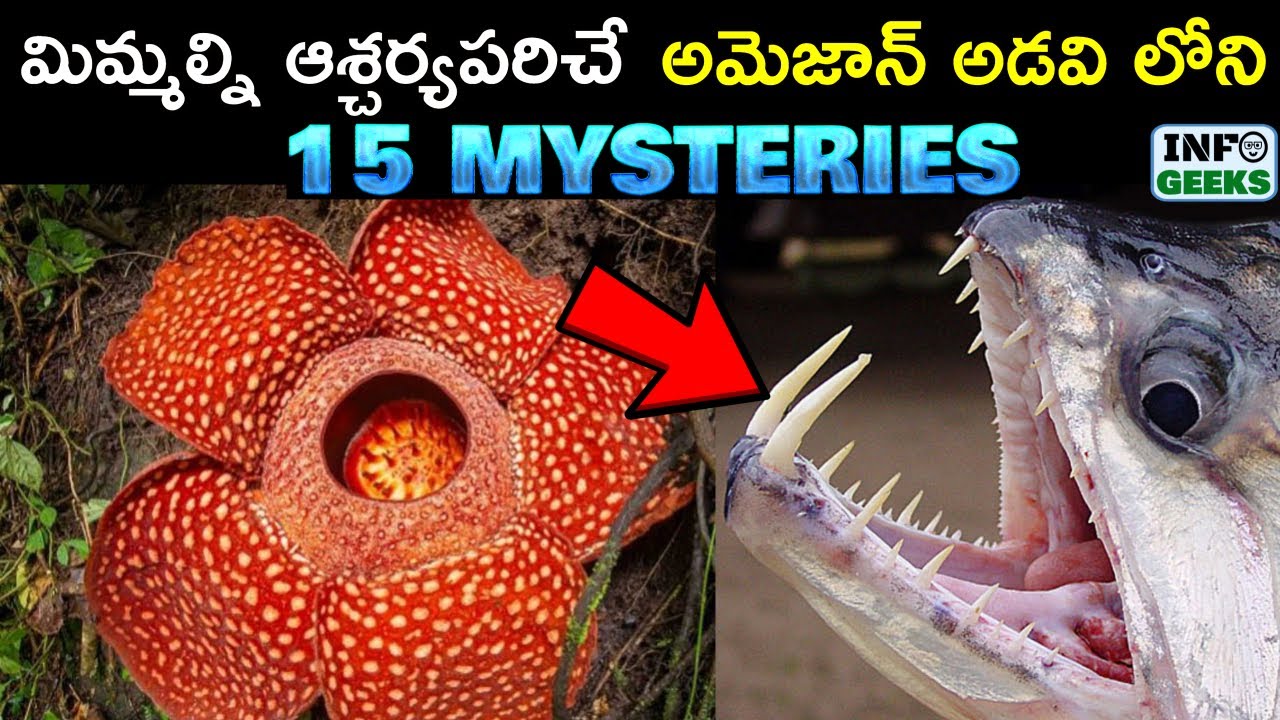 15 Unexplained Mysteries of Amazon Rain Forest | అమెజాన్ అడవిలోని 15 MYSTERIES | INFO GEEKS