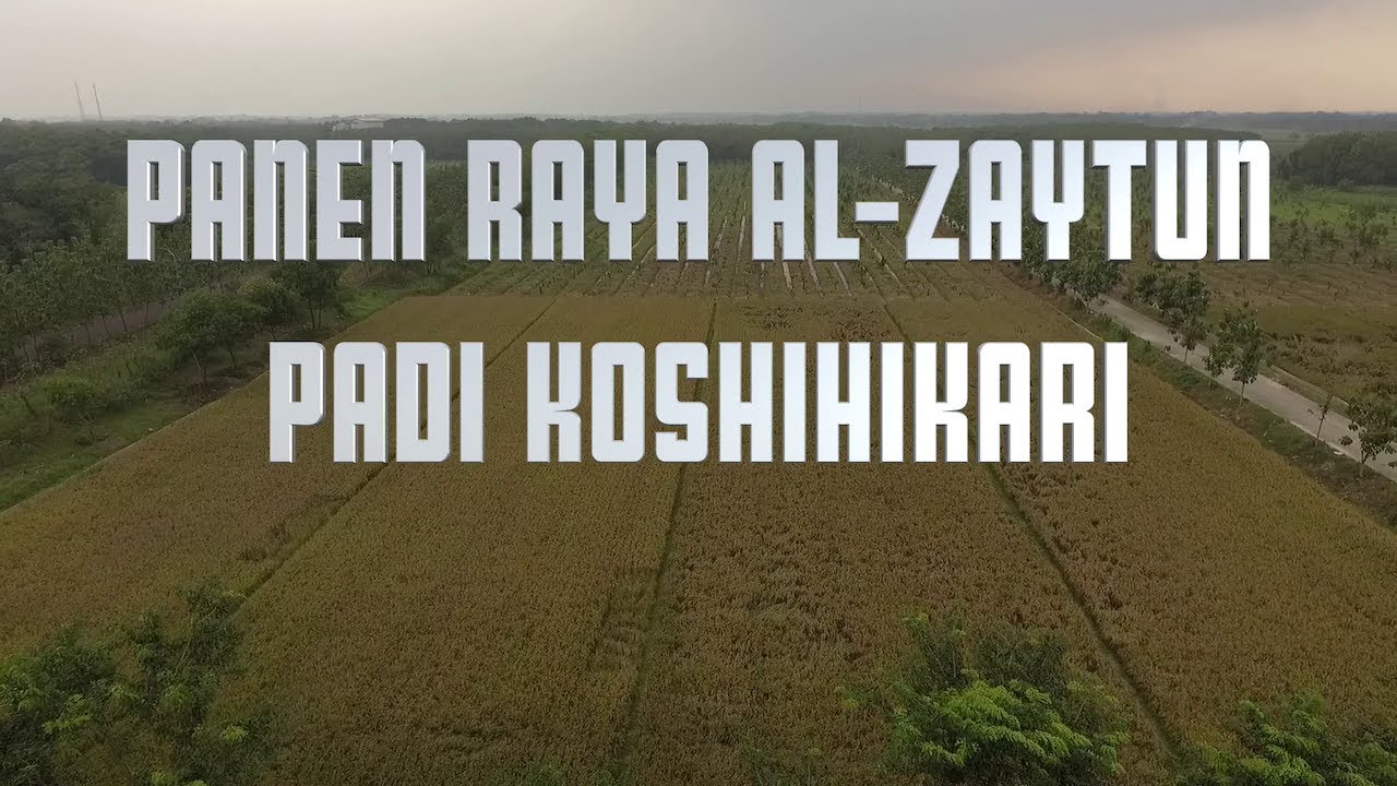 PANEN RAYA PADI KOSHIHIKARI DI AL-ZAYTUN