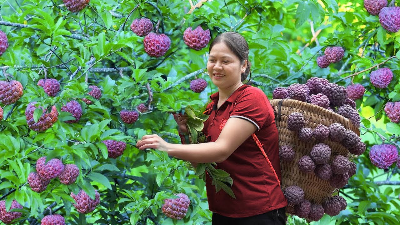 Summer Tropical Fruit Harvest & Traditional Village Recipes