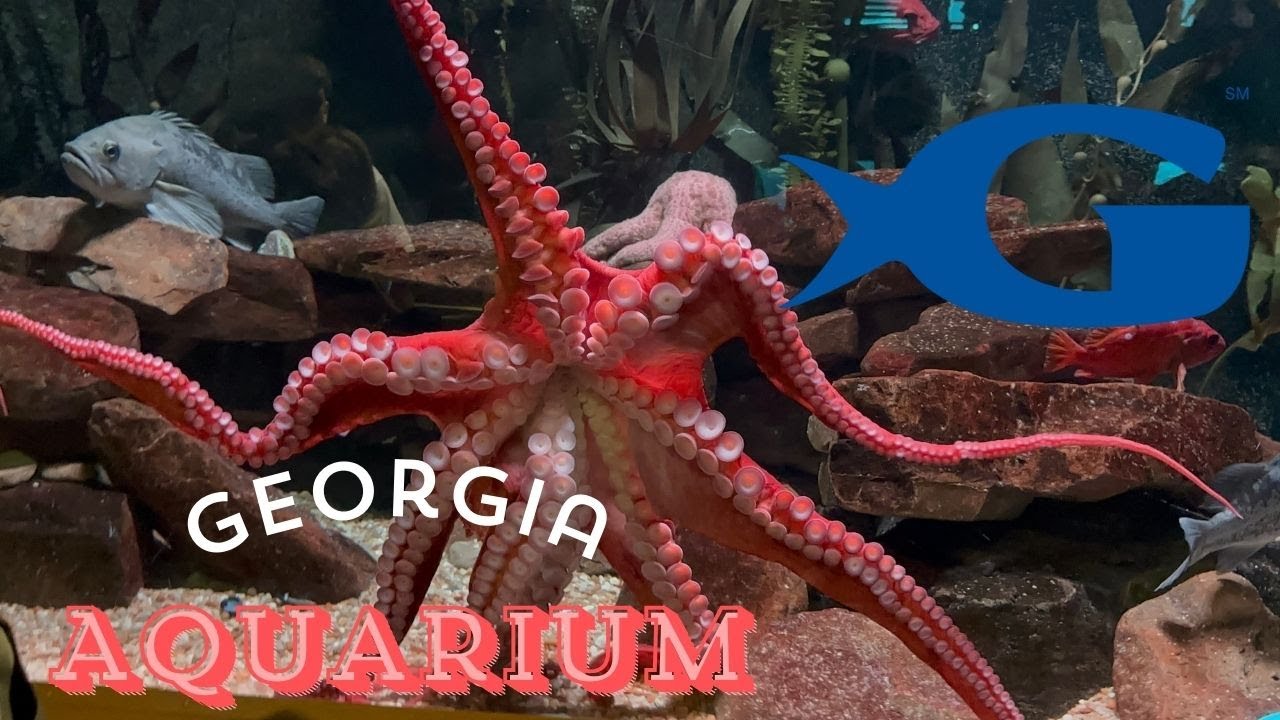 [ 4K ] Georgia Aquarium | Sharks, Beluga Whale | Full Walkthrough | Atlanta Georgia