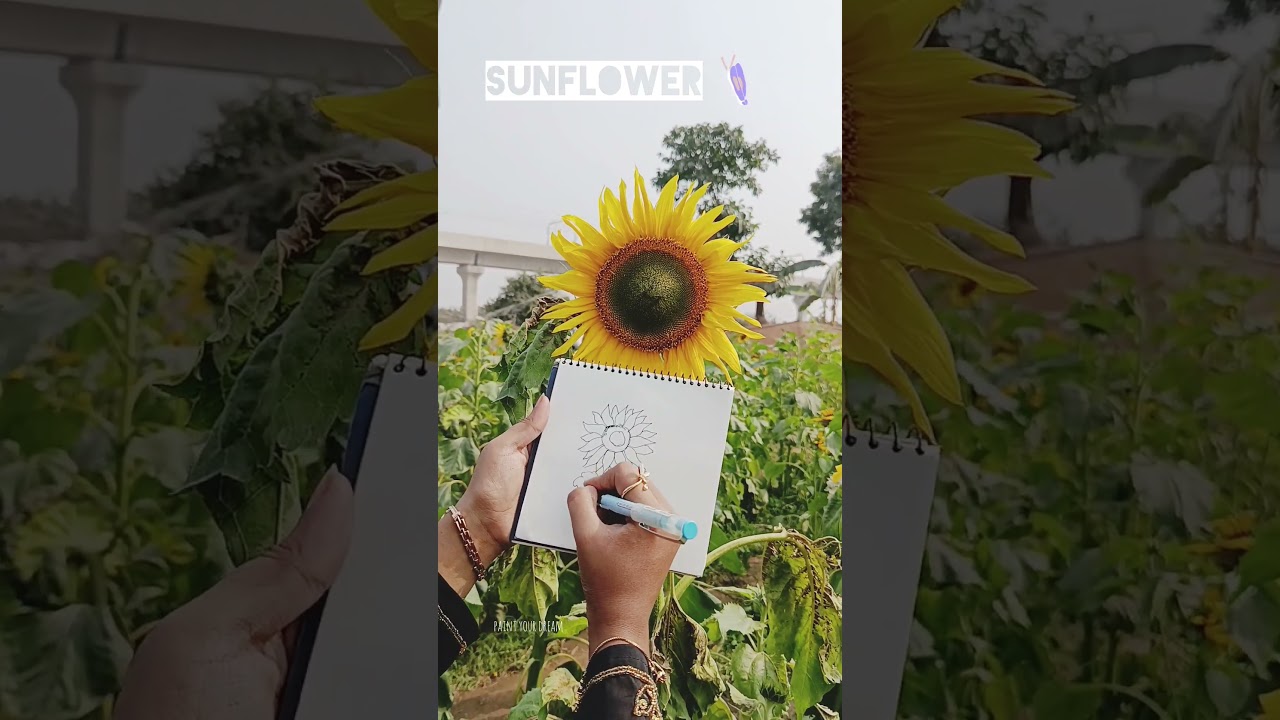 Let's draw sunflower 🌻 