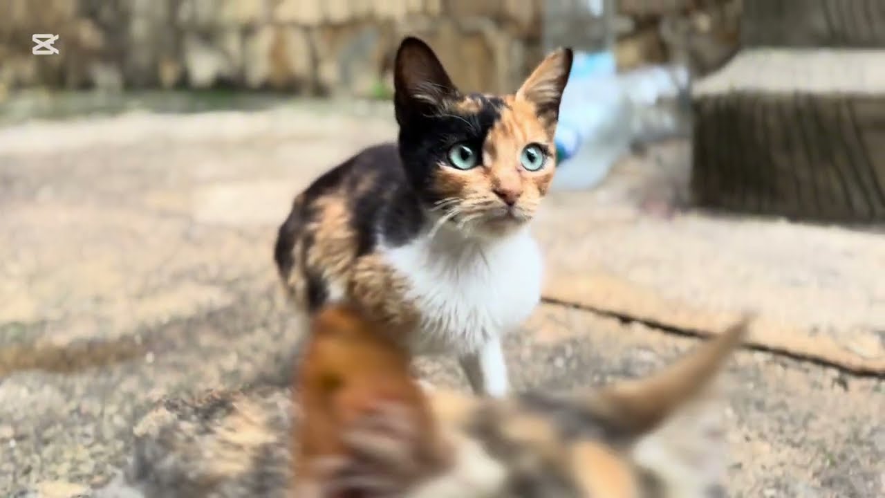 Funny Cats Compilation | Adorable & Playful Moments