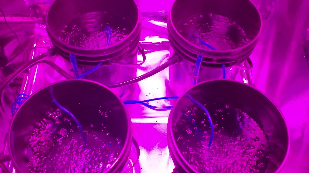 The start of the Deep Water Culture build. (DWC)