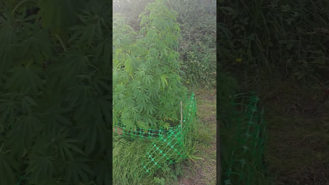Outdoor Grow update! 2023! Full force flower!!🌼