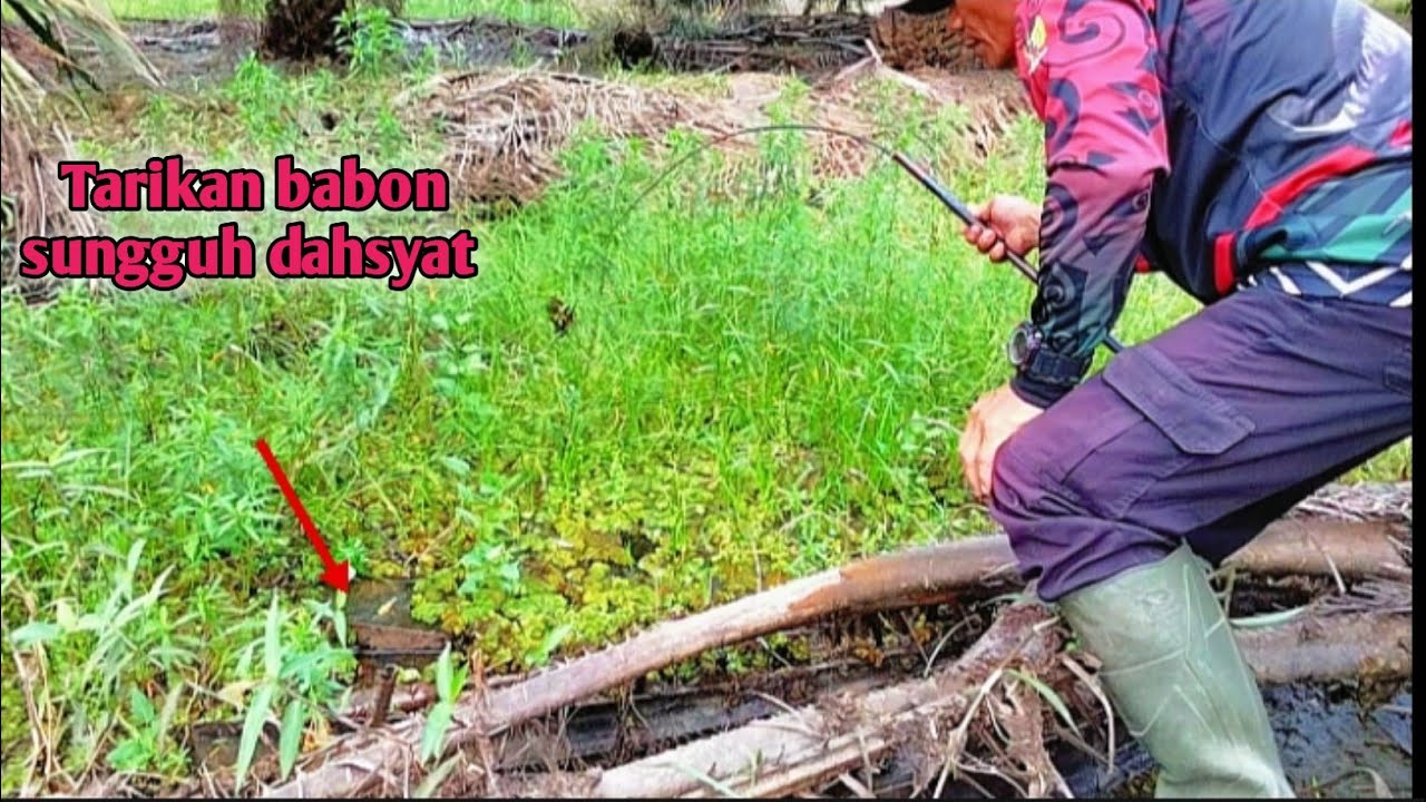 Tarikan penghuni spot joran rasanya mau patah di buatnya 