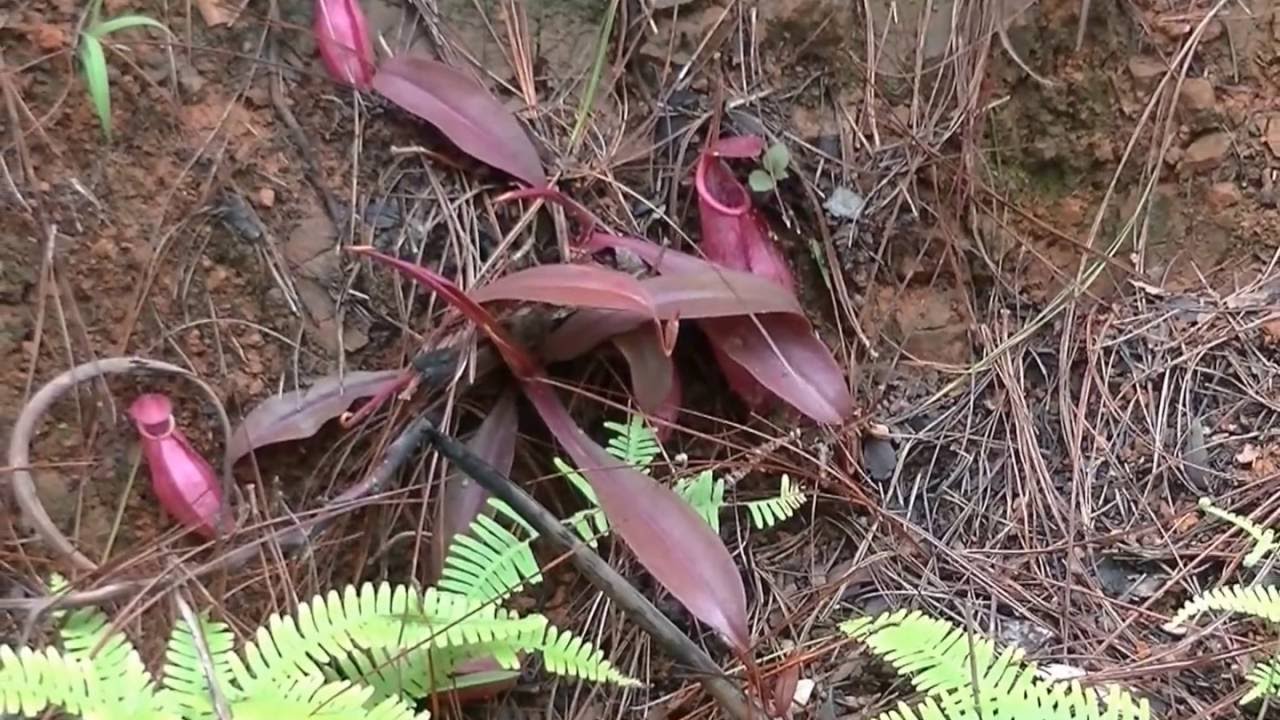 Nepenthes smilesii, Dalat, Vietnam