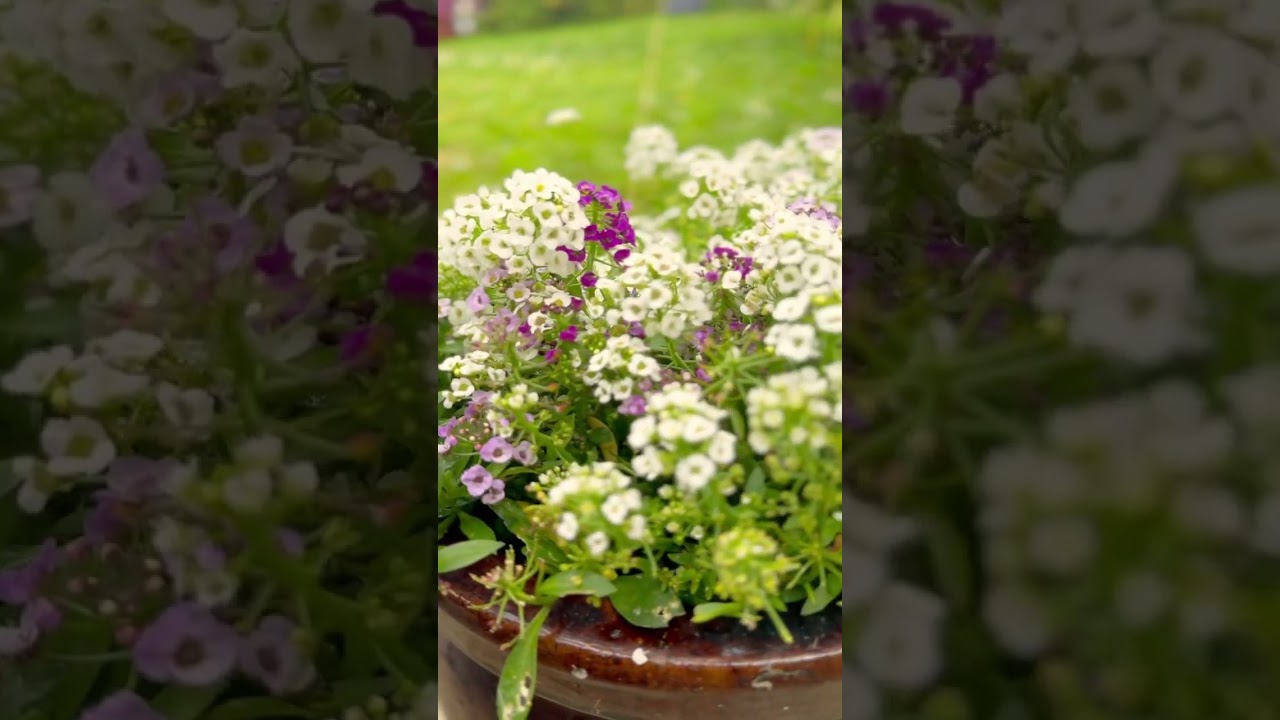 Gardening is therapy #flowers #garden #gardening #gardenlife #plants #flowers #bloom #gardentherapy