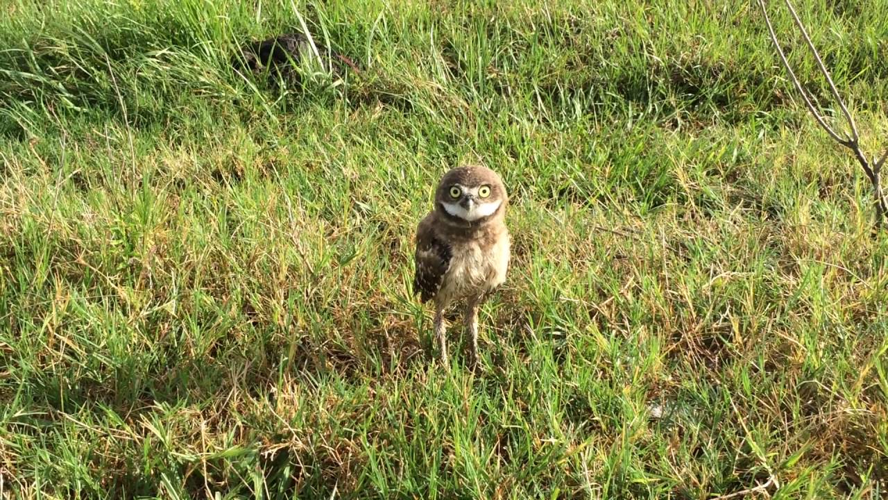 Burrowing Owl - Rattle Snake Call