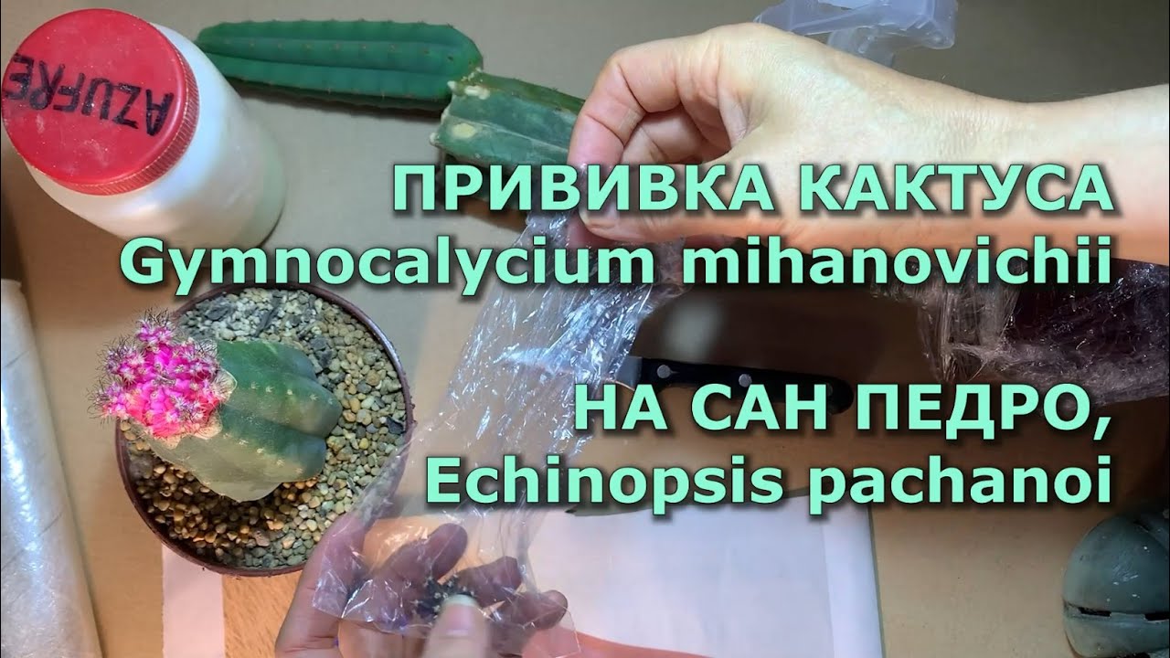 ПРИВИВКА КАКТУСА Gymnocalycium mihanovichii на САН ПЕДРО (E. pachanoi) #кактусы #прививкакактусов