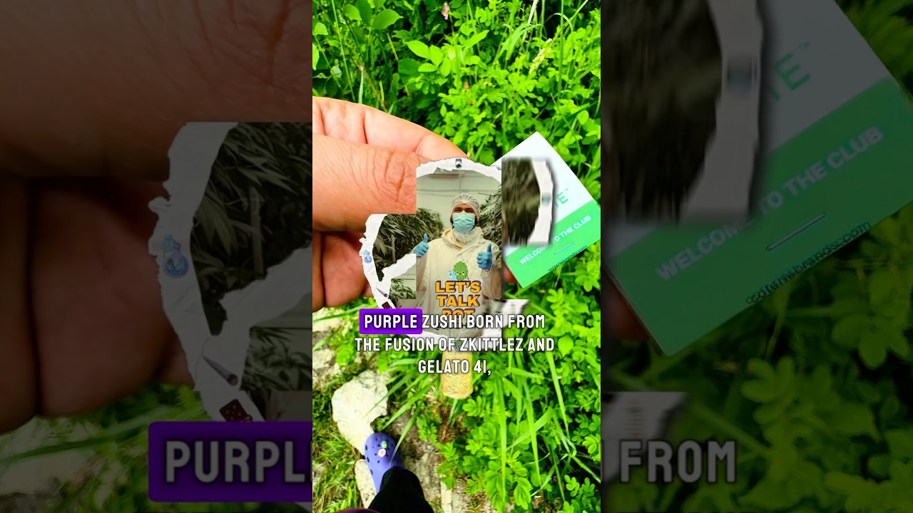 Purple Zushi by Coterie | Full Strain Review + Terpene Profile & Effects