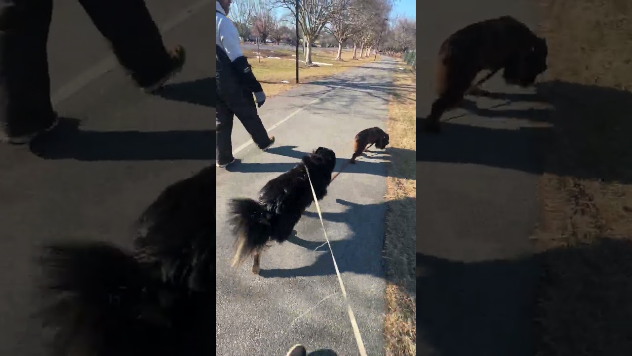 Juniper: 1st walk with stranger 