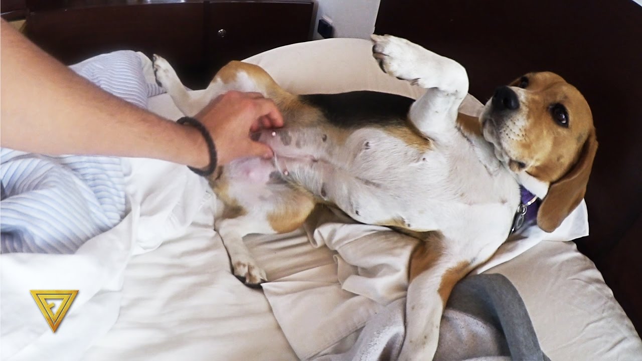 Perra Con Embarazo Psicológico!!! 🐶🌀