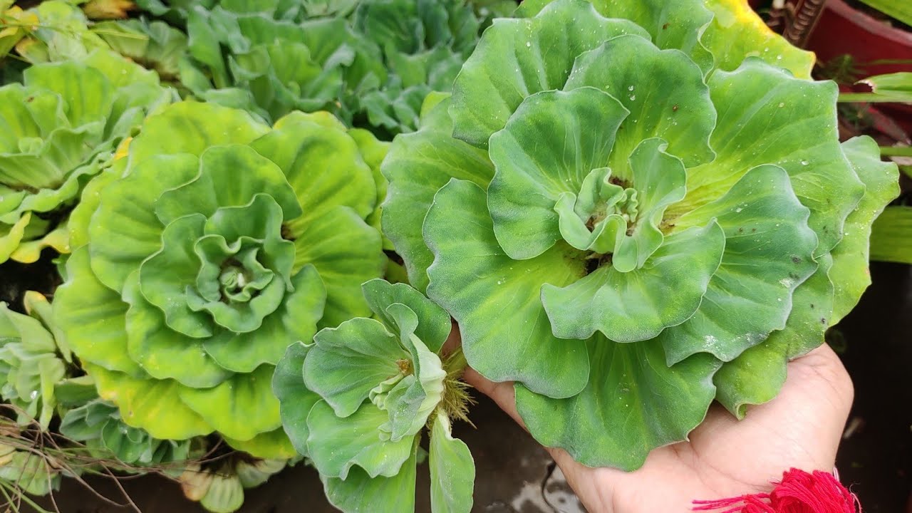Water Lettuce/Cabbage का साइज कैसे बड़ा करें//Fertilizer कौन सा इस्तेमाल करें