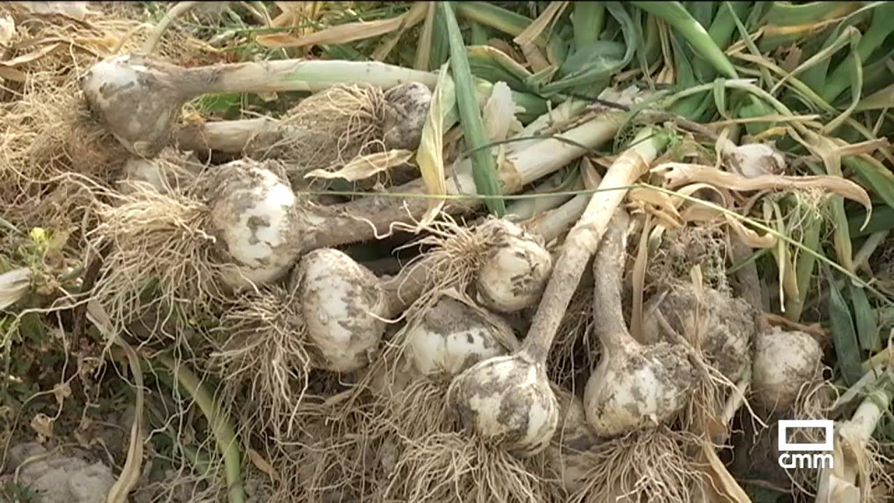 Comienza la campaña de recogida de ajo spring | Ancha es Castilla-La Mancha