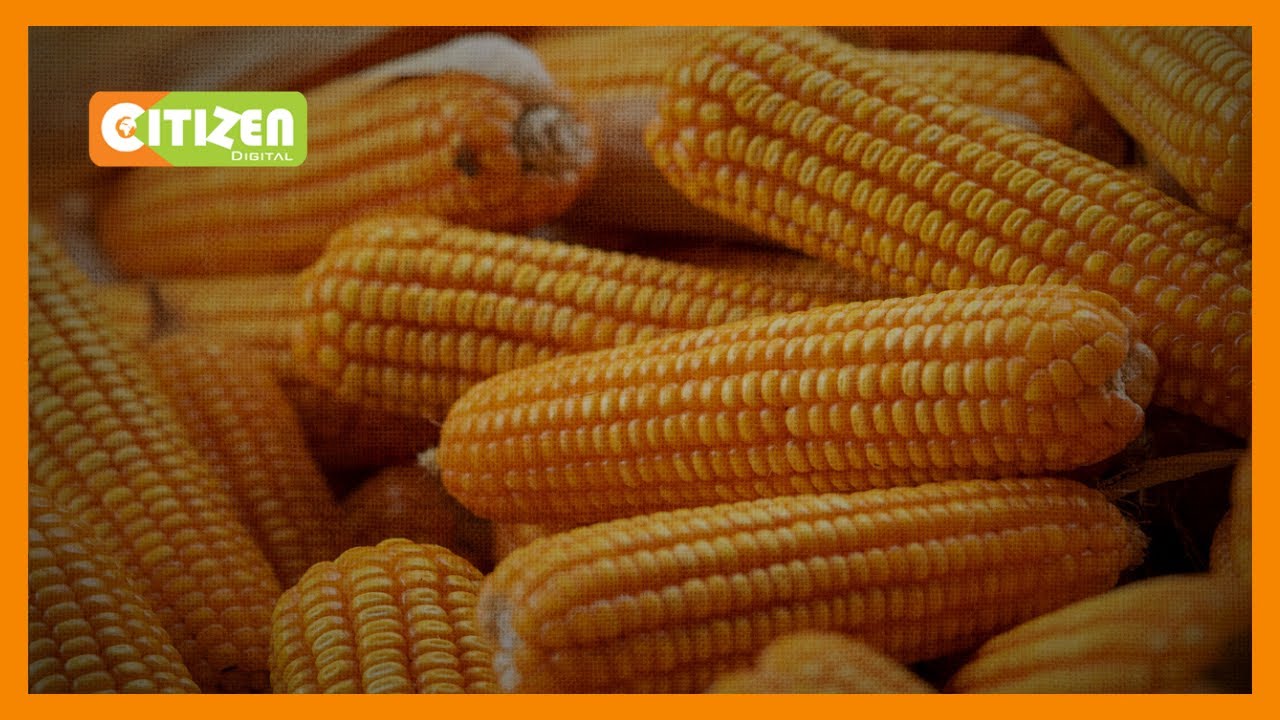Maize importers decry ban on importation