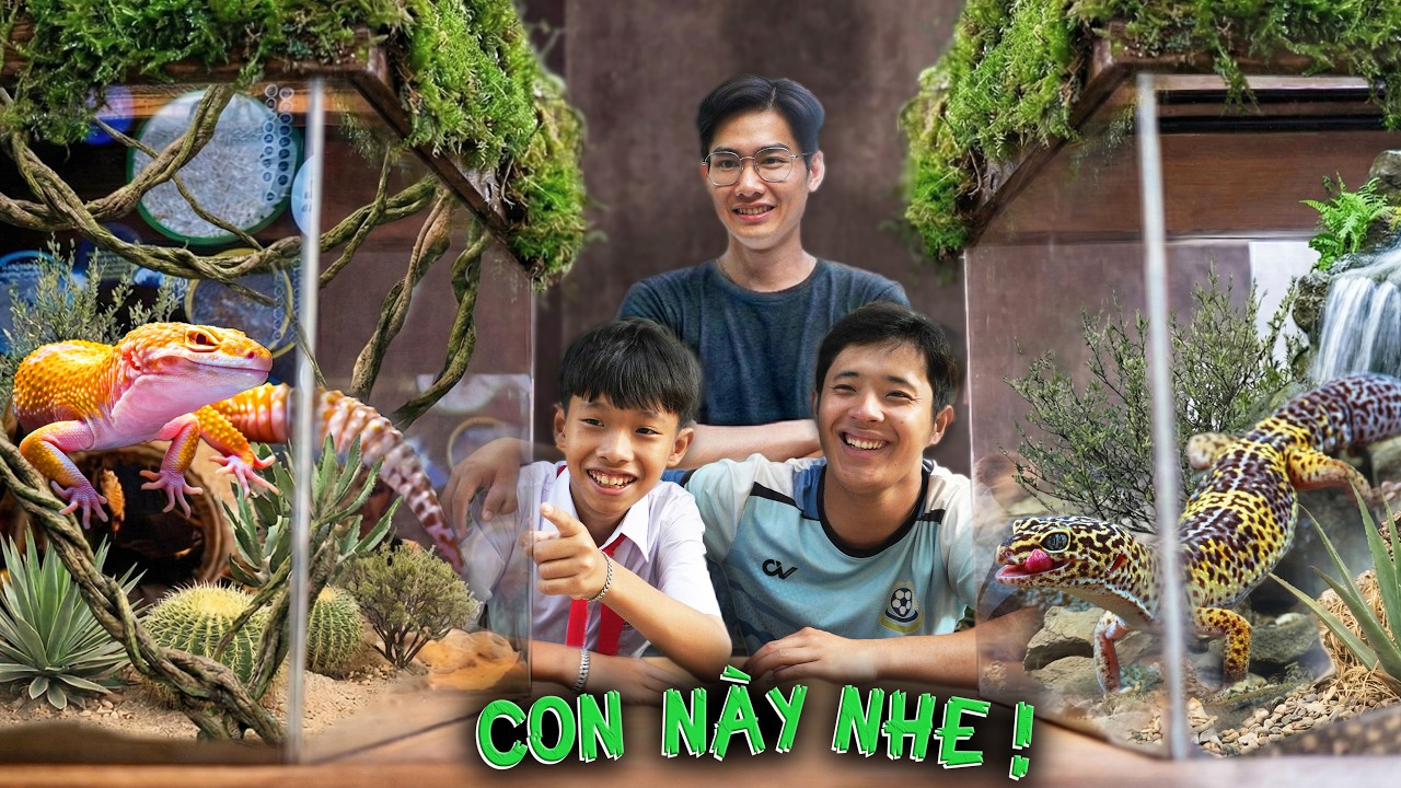Quang BM | Tặng Hết Thằn Lằn Da Báo | Giving away Leopard Gecko