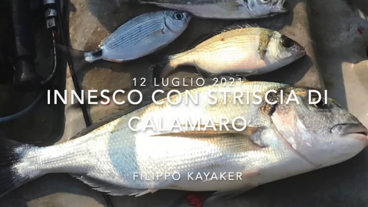 innesco con striscia di calamaro