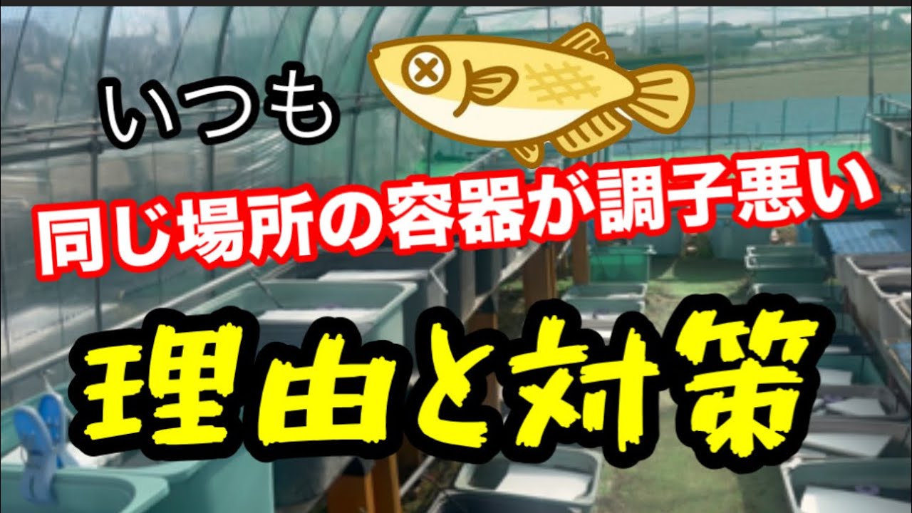 同じ容器がいつも調子が悪くなる理由と対策【メダカ】