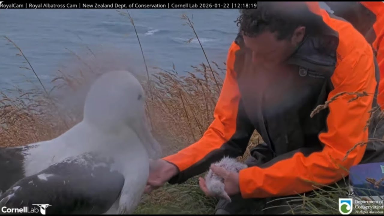 Northern Royal Albatross 22 01 2025 2  ~  WYL & Rangers & 🐥💓 Royal Cam
