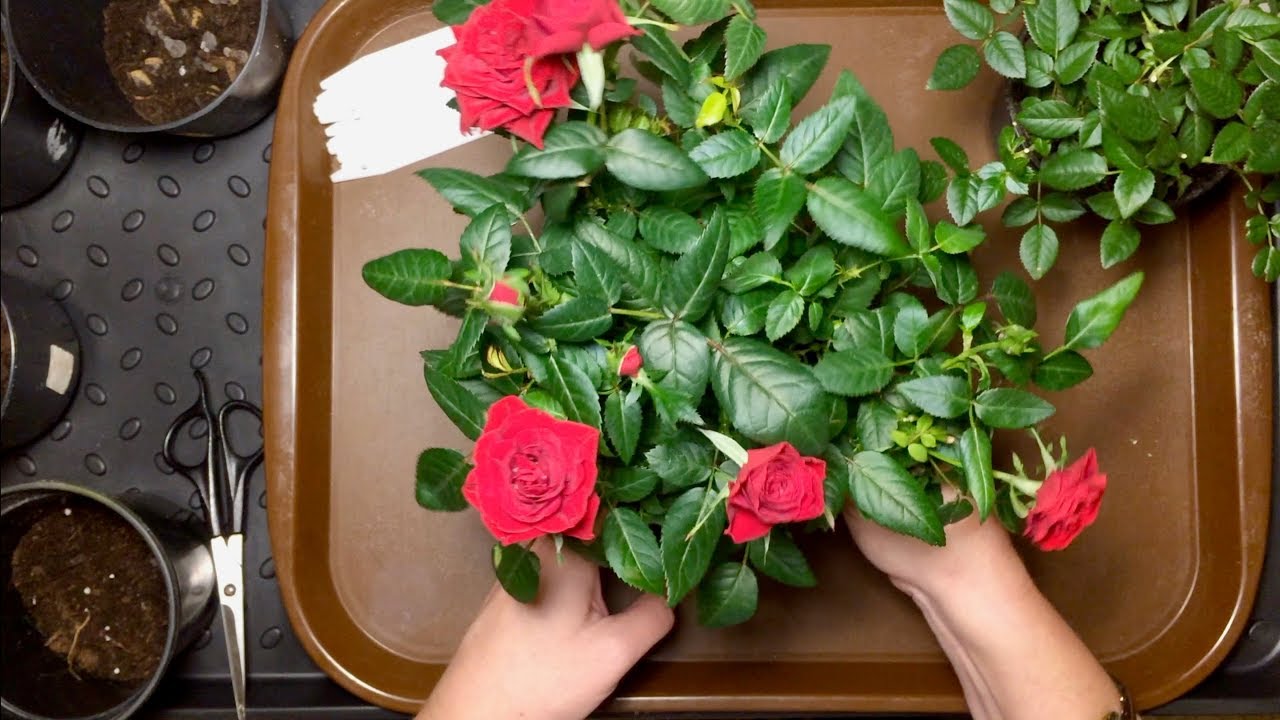 РОЗЫ🌹ДЕЛЕНИЕ И ПЕРЕСАДКА/ЗИМНЯЯ ПЕРЕДЕРЖКА РОЗ.