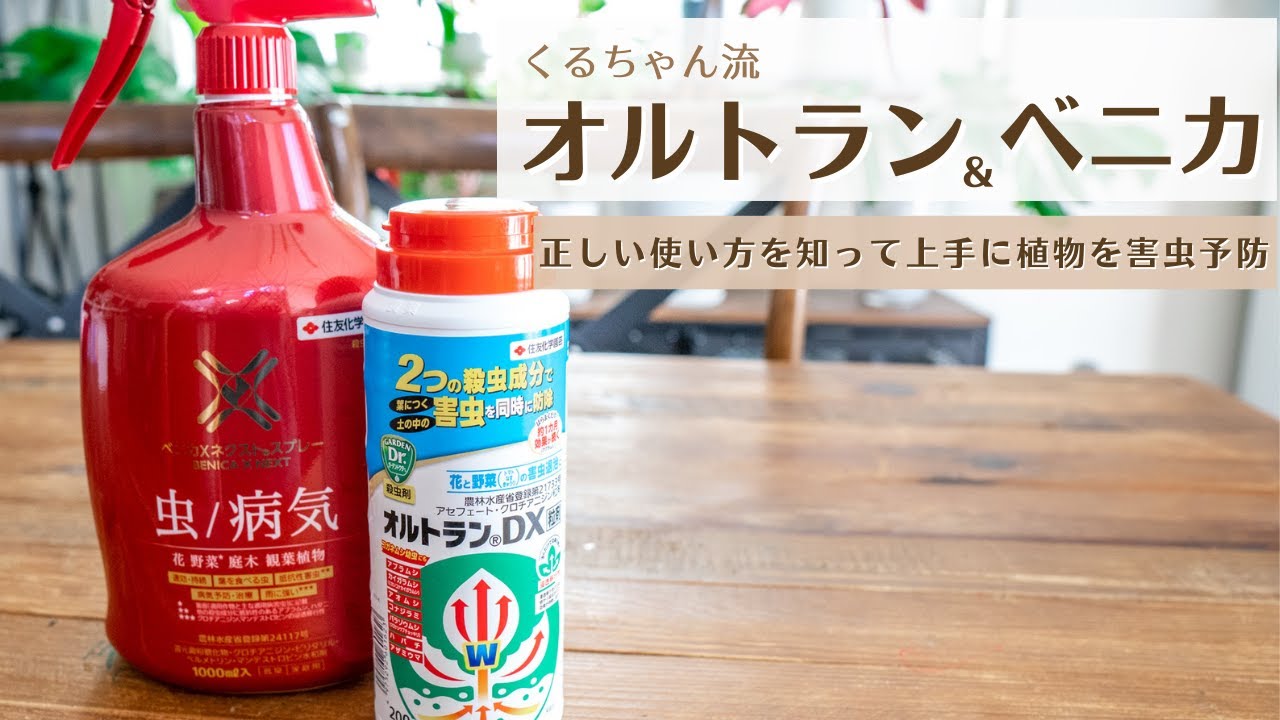 【オルトランDXとベニカの活用術】正しい使い方で上手に害虫予防