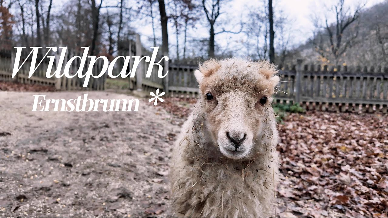 A Day at Wildpark Ernstbrunn 🐺🌳 | 4K Wildlife Cinematic & Drone Shots 🚁