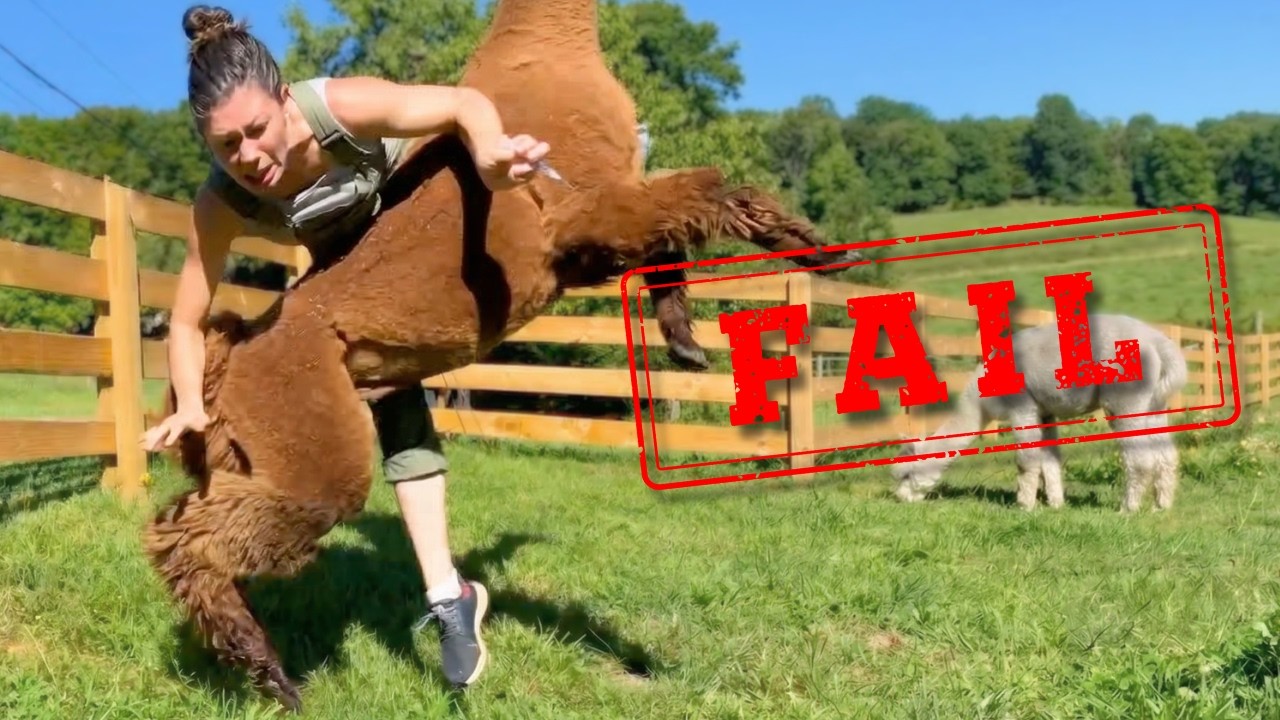 Why I Regret Getting Alpacas