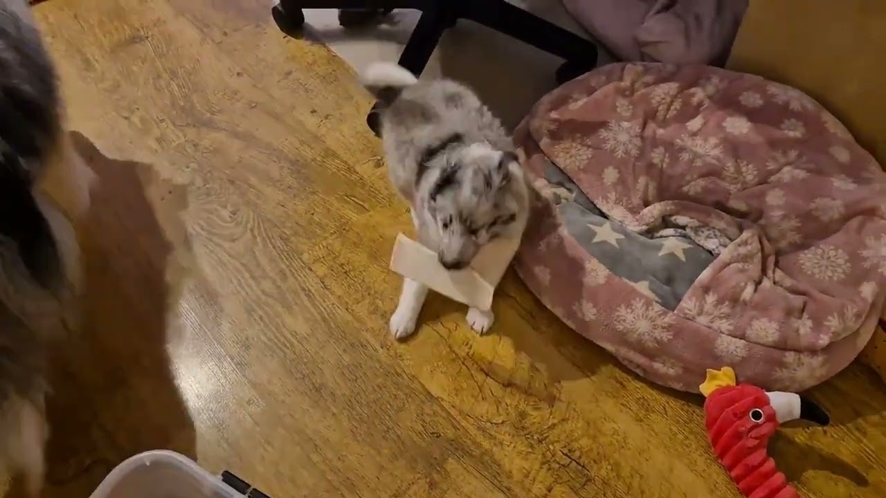 Special Princess nestje 5 - Socialisatie buitenshuis - Vlog 5