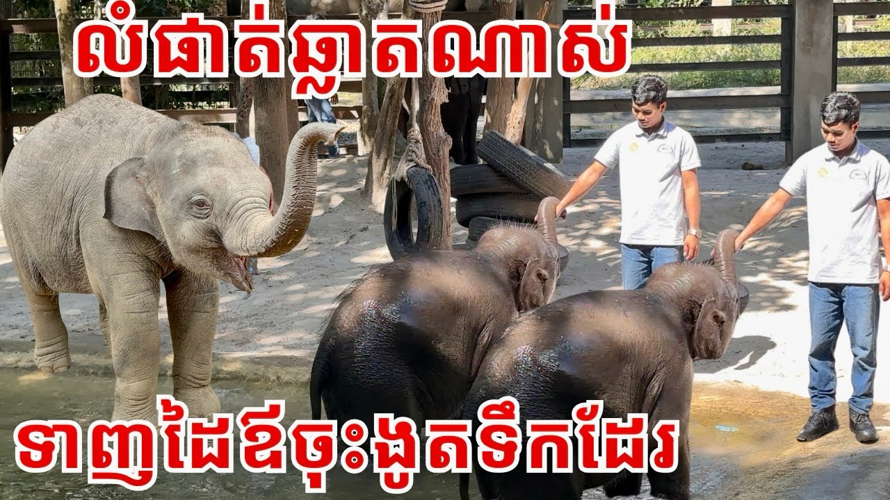 លំផាត់ ឆ្លាតណាស់ ទាញដៃឪចុះងូតទឹកដែរ