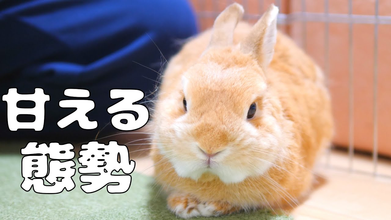 座り込んで甘える気満々のウサギ【No.223】