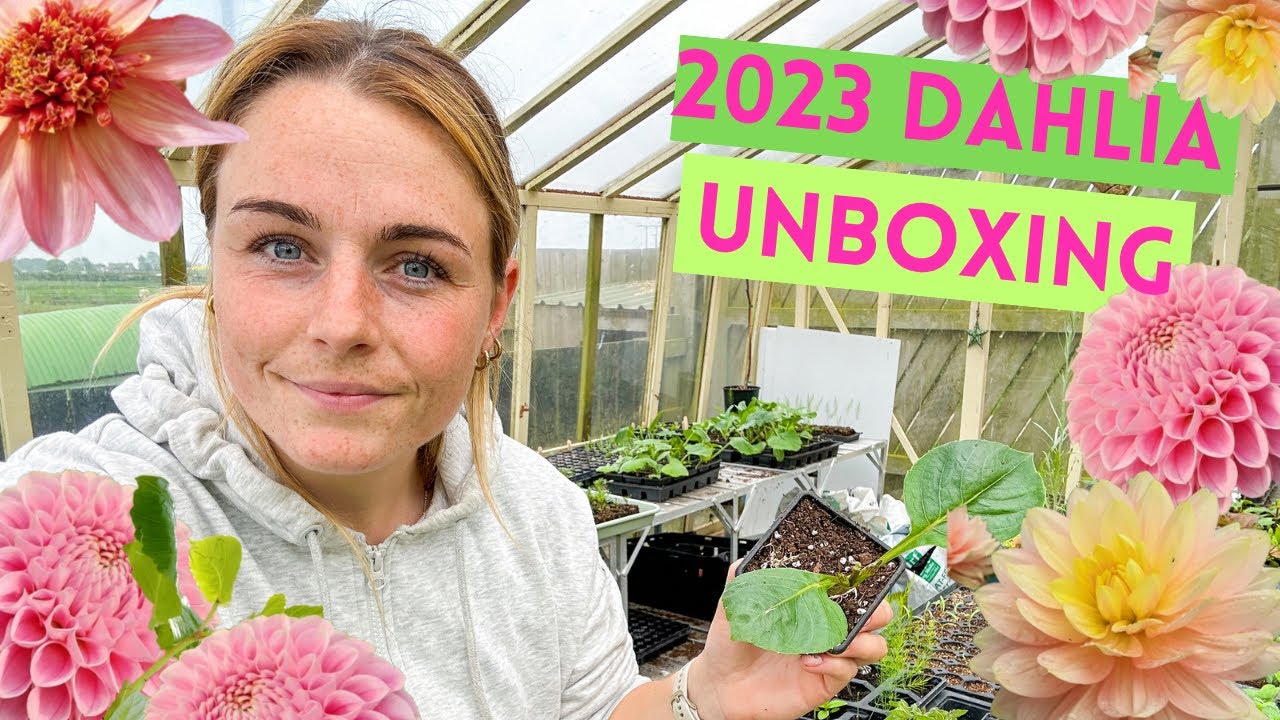 Dahlia Delivery (Unboxing, Potting & Pinching) 🌸