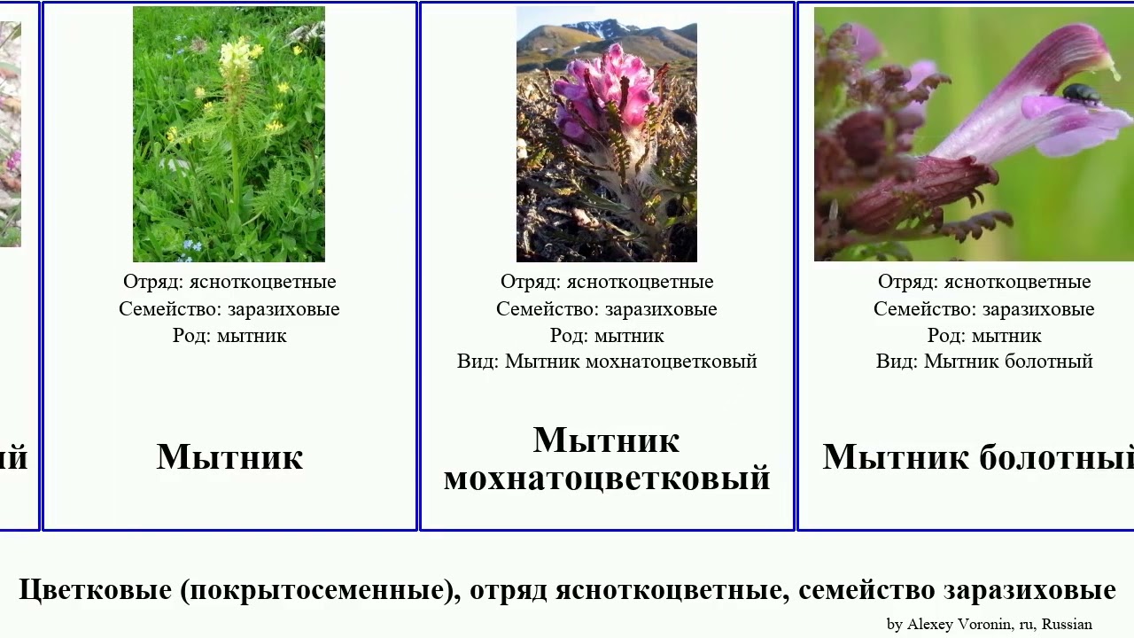 Цветковые (покрытосеменные), отряд ясноткоцветные, семейство заразиховые мытник заразиха марьянник