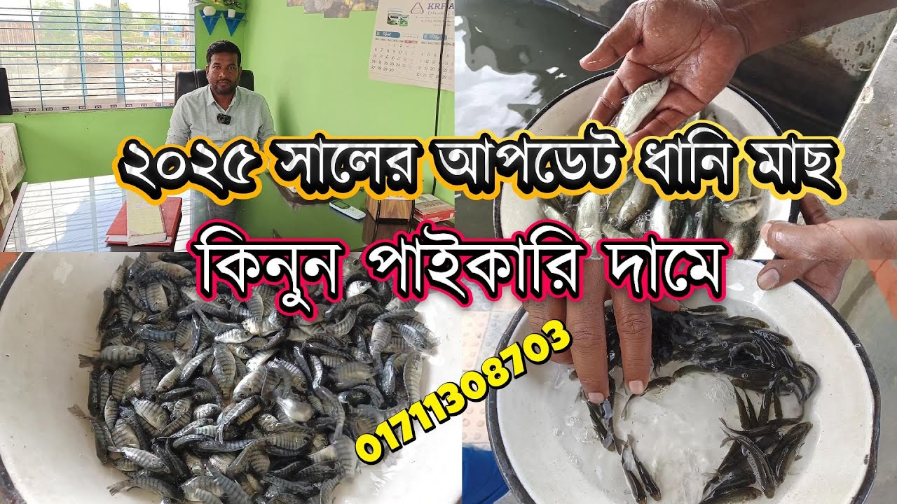 ২০২৫ সালের আপডেট ধানি মাছ কিনুন পাইকারি মূল্যে যোগাযোগঃ 01711308703