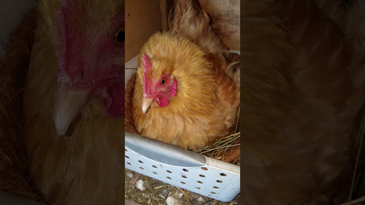 What a broody hen looks and sounds like when you get near her.