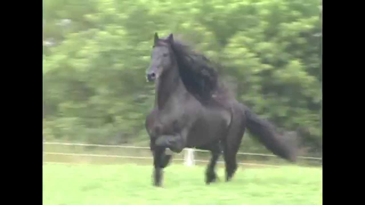 KFPS Friesian Stallion Mintse 384 Sport ~