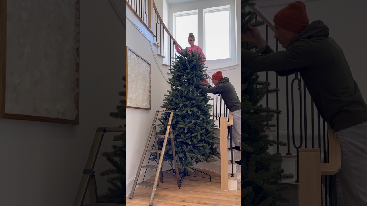 Установите вместе с нами нашу 12-футовую рождественскую ёлку! 🎄 #рождество #праздники #рождествен...