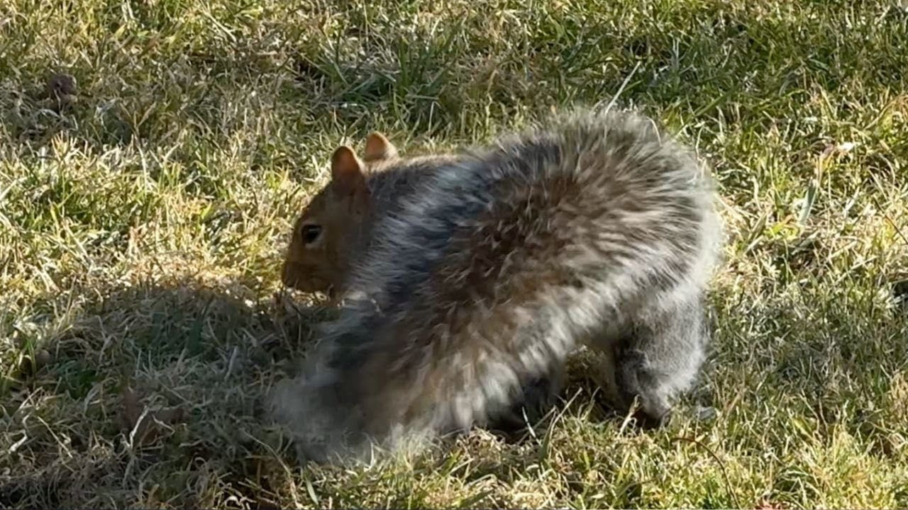 Ep. 09 - life of squirrels