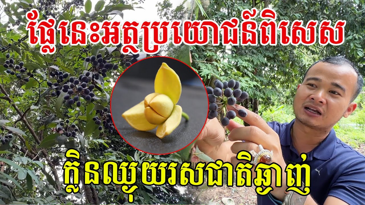 ផ្លែនេះមានអត្ថប្រយោជន៍ពិសេស ក្លិនឈ្ងុយរសជាតិឆ្ងាញ់ ធម្មជាតិមួយរយភាគរយ