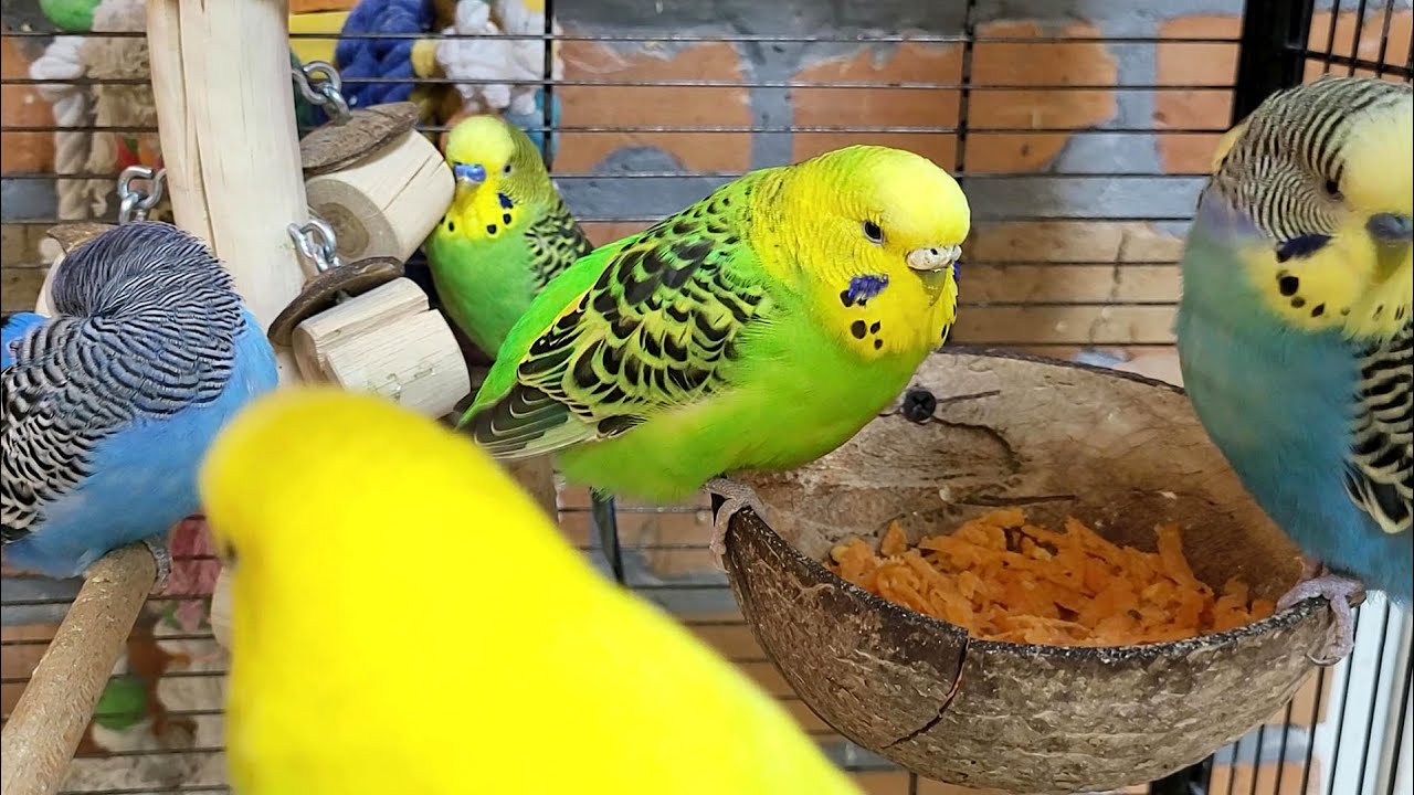 7 hours of relaxing budgie sounds