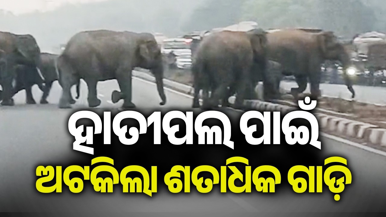 ହାତୀପଲ ପାଇଁ ଅଟକିଲା ଶତାଧିକ ଗାଡ଼ି | Kalinga TV
