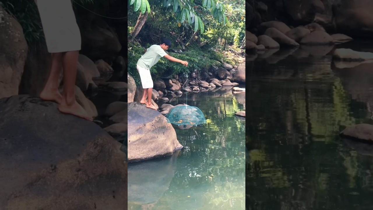 Dapat banyak ikan hasil masang bubu payung#shorts #masangbubu #bubupayung #ikanwaderpari
