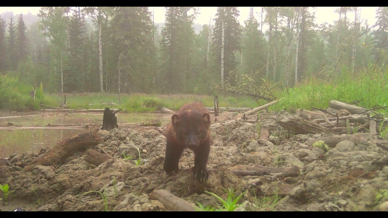 Trail Camera Video – Aug 8, 2023
